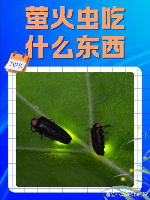 萤火虫发光发热吗？这篇科普文给你讲明白！