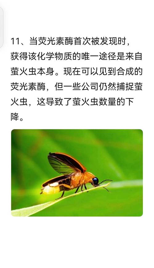 萤火虫发光发热吗？这篇科普文给你讲明白！