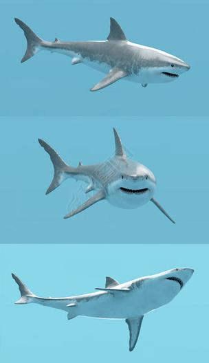 大白鲨游戏下载：3D海洋冒险，化身凶猛大白鲨