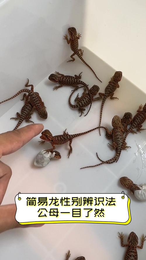 龙磷真假辨别方法，简单几招教你避开假货！