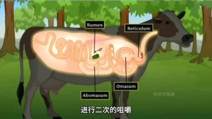 吃仙人掌不扎嘴的动物是什么？答案万万没想到！