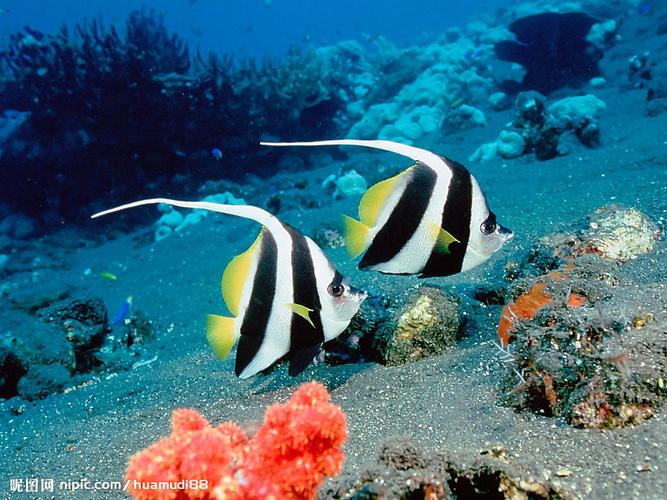 海洋生物最丰富的大洋是哪个？探秘海底世界！