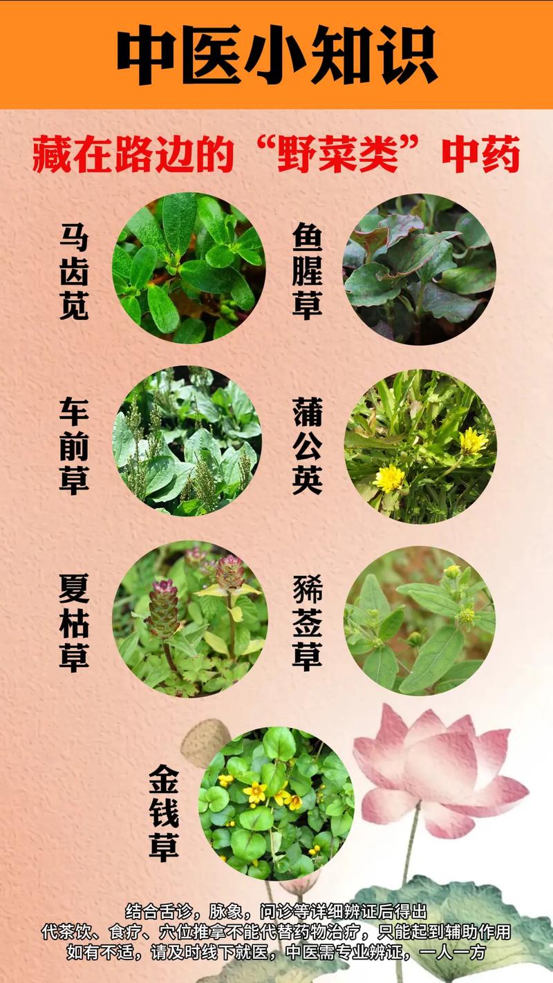 盲目草哪里多？生长环境大揭秘，找盲目草不迷路！