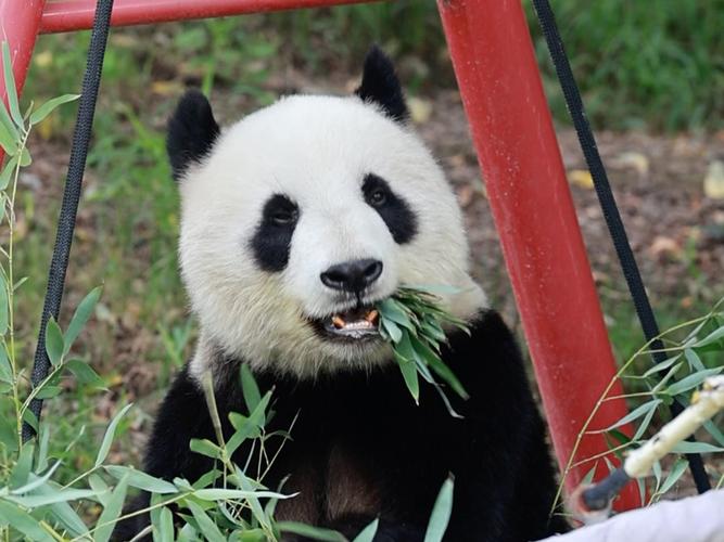 大熊猫的专属美食：这种竹子你肯定没吃过！