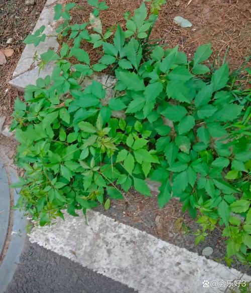 盲目草哪里多？生长环境大揭秘，找盲目草不迷路！