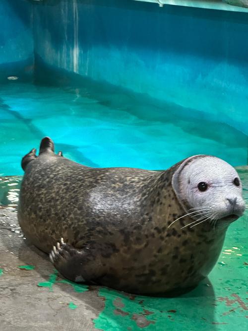 海洋生物最丰富的大洋是哪个？探秘海底世界！