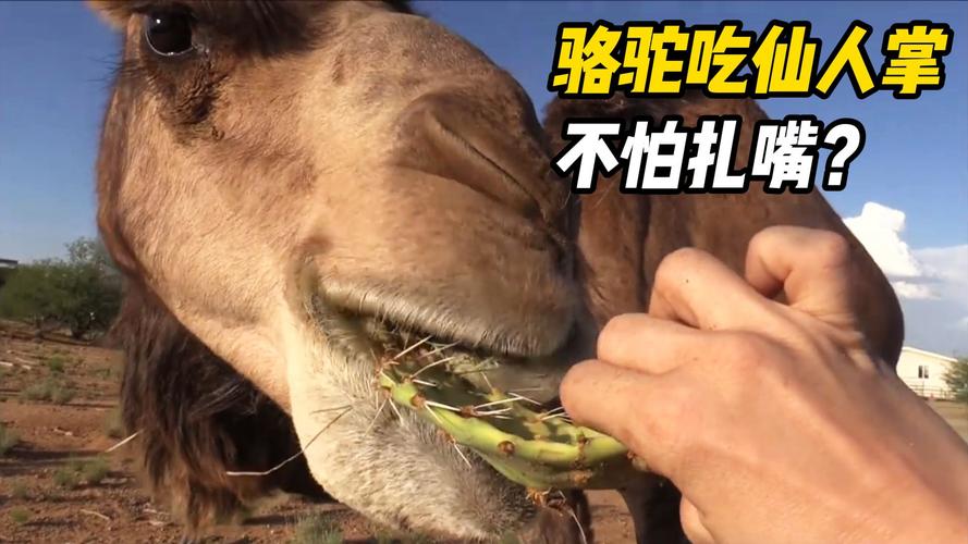 吃仙人掌不扎嘴的动物是什么？答案万万没想到！