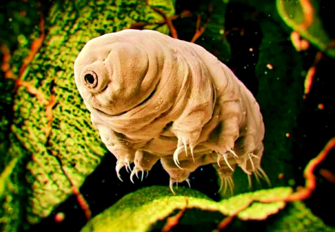 水仙花和水熊虫谁更耐受？揭秘最强生命力生物！