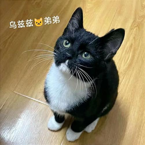 第八区：超值福利！免费领取警长宠物，不容错过！