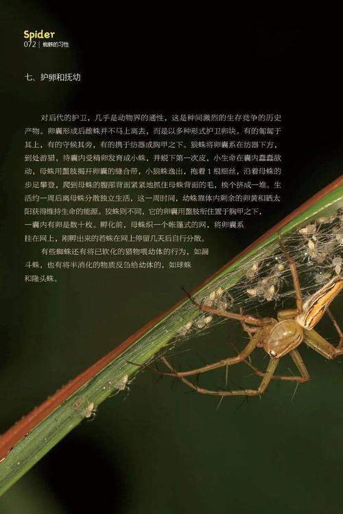 蜘蛛森林游戏攻略：轻松闯关培养你的队员