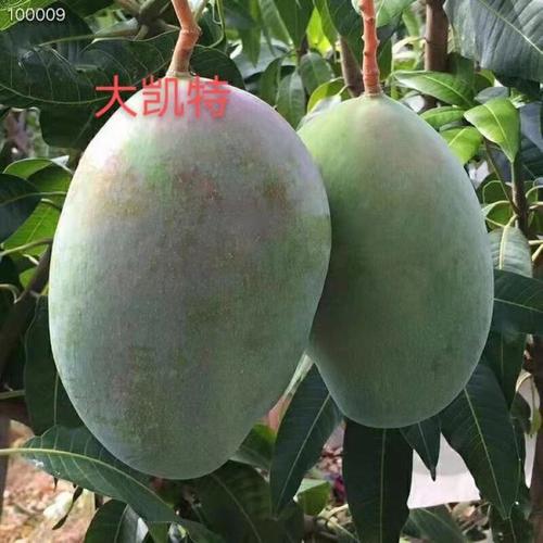 精品1区2区3区芒果批发零售，价格实惠