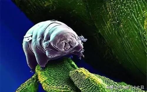 水仙花和水熊虫谁更耐受？揭秘最强生命力生物！