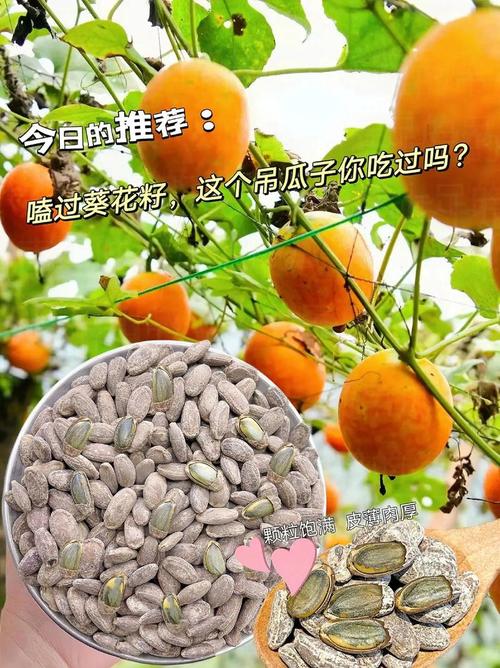 揭秘明朝嗑瓜子趣闻：皇帝都爱吃的瓜子是啥？