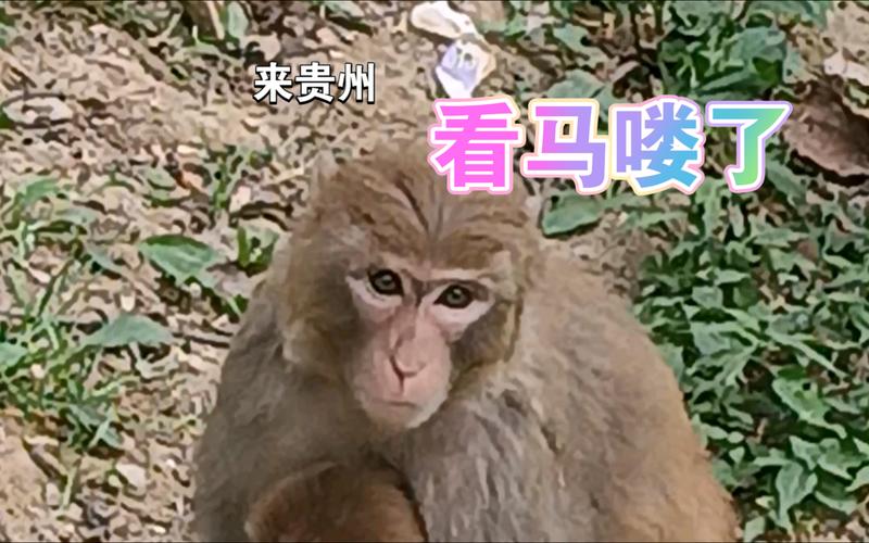 “马喽啥意思”快速入门：了解网络流行语新趋势
